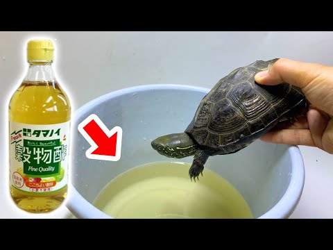 寄生虫まみれのカメを１０倍に薄めたお酢に浸けると・・・