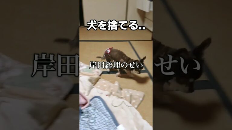 犬を保健所に捨てます。
