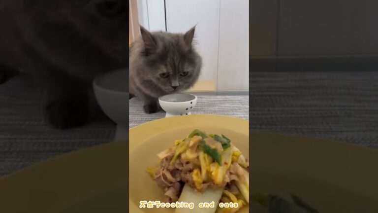 白菜で作る！白菜と長ネギの回鍋肉with cats #shorts