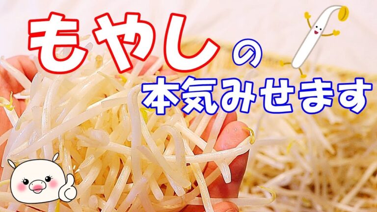 もやしが主役！これは助かる！また食べたいが止まらない！もやしレシピ4品