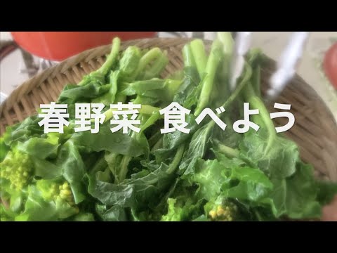 「春野菜食べよう」COCCO CHANNEL