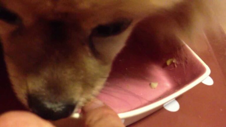 犬めし【わんごはん日記】野菜たっぷりグラタン