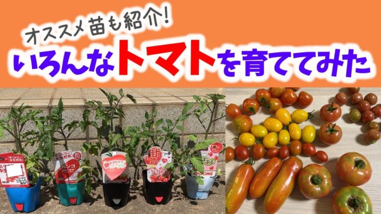 トマトいろいろ7種類育ててみた！オススメの苗はこれ！｜ミニ、中玉、大玉｜成長過程＆収穫＆料理【夏野菜】【家庭菜園】
