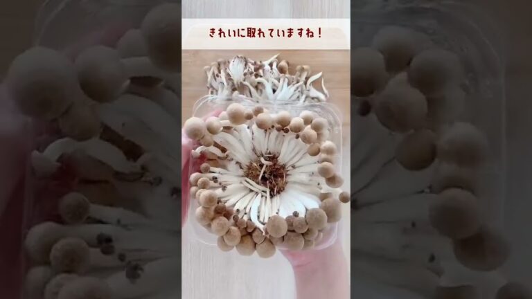 ぶなしめじが包丁なしで綺麗にとれる方法! #shorts