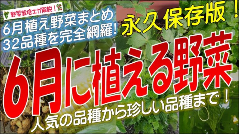 6月に植える野菜（32品種）永久保存版