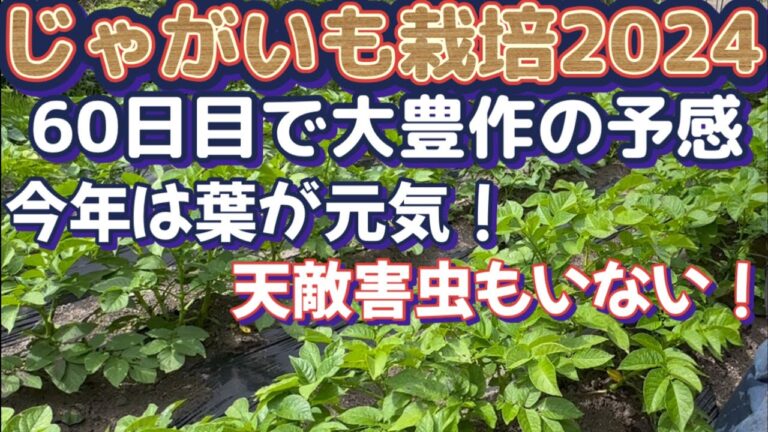 【じゃがいも栽培2024Part4】こまめな葉面散布で立派に育つじゃがいもの葉！お安い便利グッズご紹介