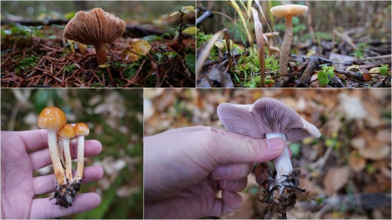 ムラサキシメジと変なチチタケで麻婆茄子豆腐 20211107