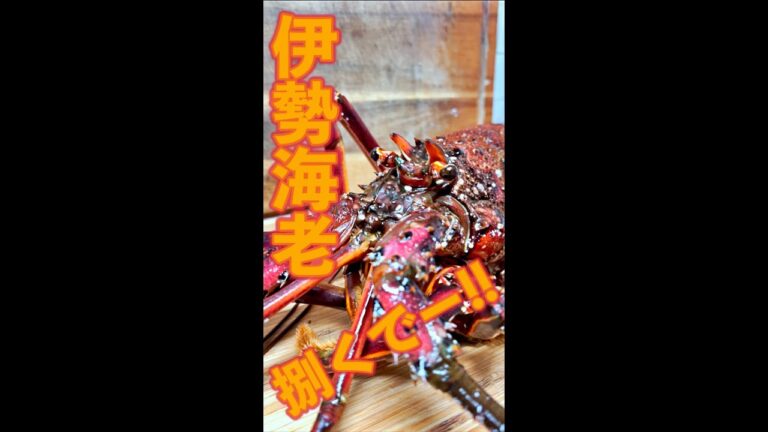 伊勢海老捌くで!!　#Shorts　#伊勢海老　#海老　#巨大　#捌く　#簡単　#料理　#レシピ