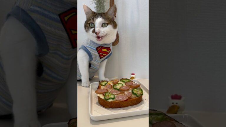 ピザトーストでPIZZA PARTY #AceKitchen🍳😼 #chefcat #catsofyoutube #shorts #ねこねこ食パン