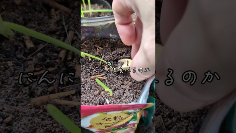 やられたよ　#家庭菜園 #ベランダ菜園 #水耕栽培 #リボベジ #ネズミ #沖縄