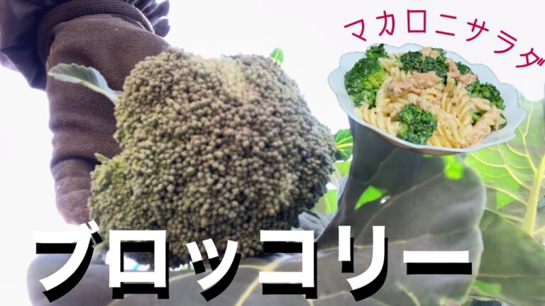 ブロッコリーとツナのマカロニサラダ　Broccoli and Tuna Macaroni Salad