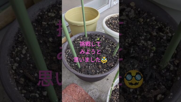 メロン🍈種から育てます😑💦🤣#種まき#メロン栽培 #初挑戦#家庭菜園#育てる