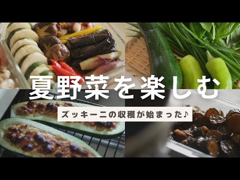 夏野菜を楽しむ/ズッキーニの収穫開始/手作り無添加キュウリのQちゃん