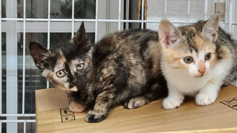 6/20(木) きのこ🍄たけのこからはじまる🍚配膳LIVE配信