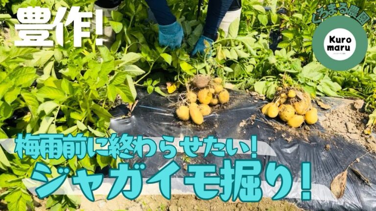 【じゃがいも収穫】約1反分ある大量のじゃがいもを梅雨入りまでに手作業で掘り切るぞーー！！！