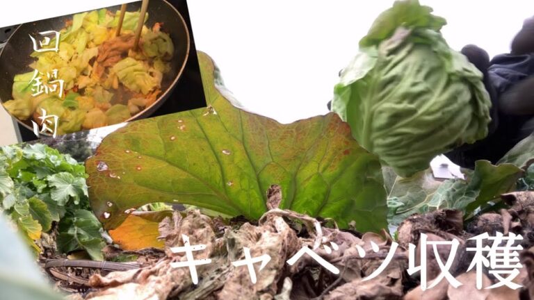 採りたてキャベツで回鍋肉　Twice-cooked pork