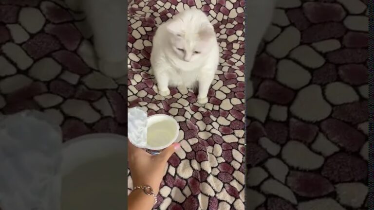 サワークリームの臭いにえずく猫！