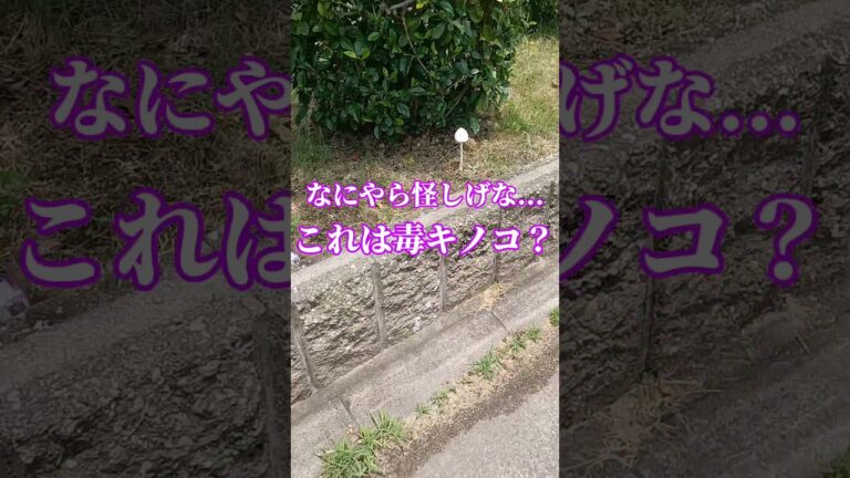 【怪しげな...】これは毒キノコ？　#毒キノコ #キノコ採り #きのこレシピ #shorts #short #シュール