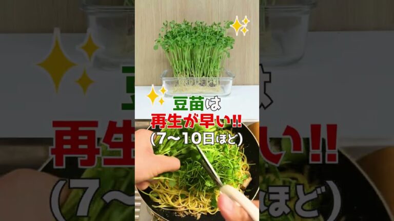 豆苗を再生すると好きになっちゃうってホント？ #shorts