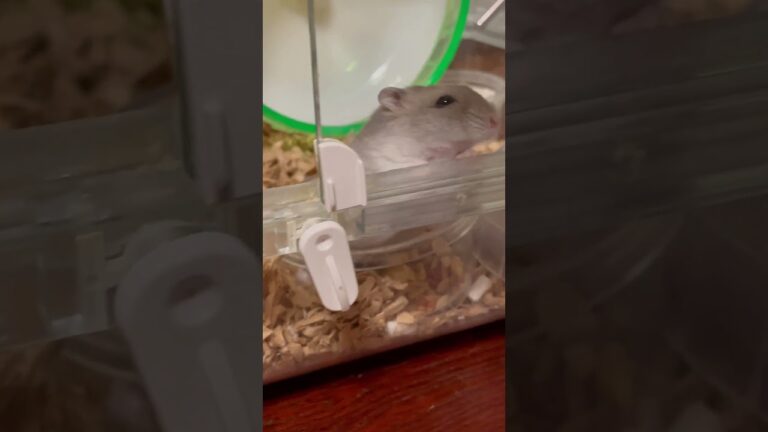 メイちゃんにビビるツナオ。Tuna is scared of May.  #Shorts #ツナ男🍣 #Tuna #メイちゃん🎏 #May