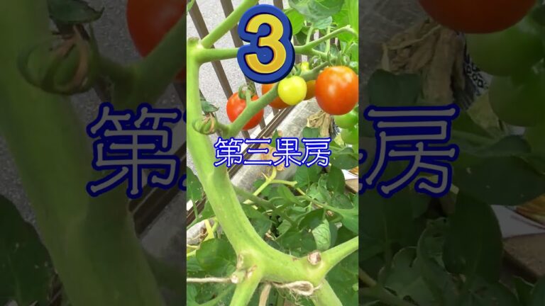 焼酎パックで作るトマト逆さ栽培＜後編＞ #shorts