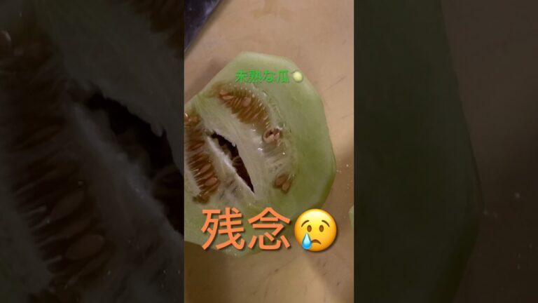 未熟な瓜🍈を美味しいお漬物に😋 It's a failure, Makuwauri