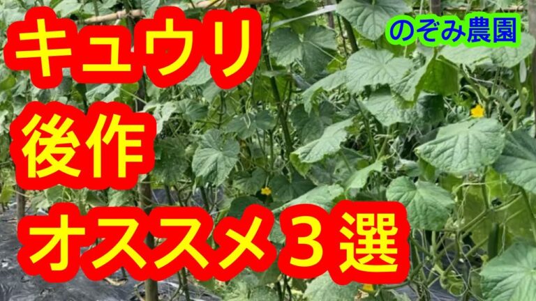 【キュウリ】後作にオススメの３つの野菜を紹介します。キュウリが早めに終わった方は必見です。