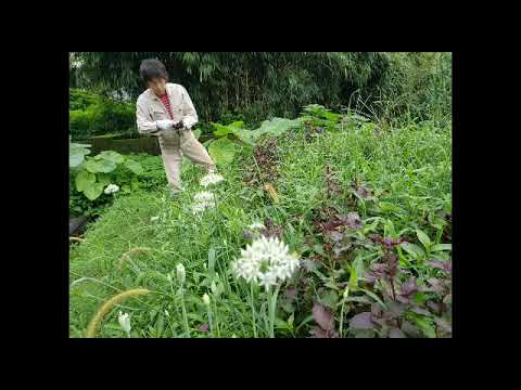 夏野菜の天ぷら