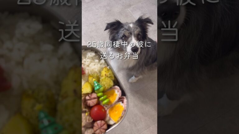 🍋ネギ塩レモン豚弁当🍱#同棲ご飯 #簡単レシピ 　#毎日弁当　#同棲弁当