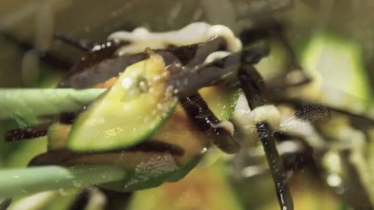 きゅうりと塩昆布の酒のつまみ　マヨネーズ仕上げ