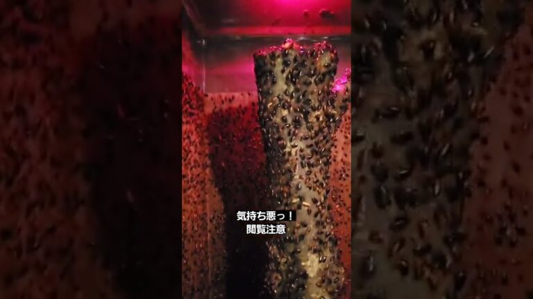 手を伸ばせば触れる距離!!1万匹のゴキブリ!!!匂いが凄い#shorts#izoo#ゴキブリ大量