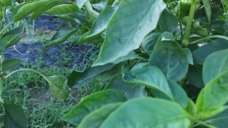 家庭菜園ですが秋茄子の準備にとりかかります