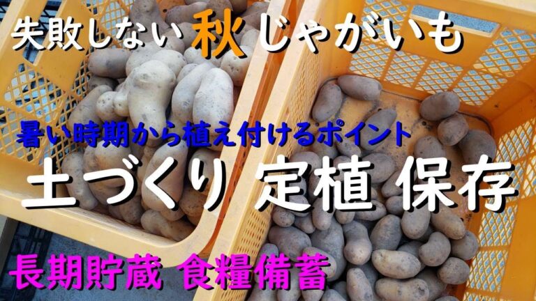 失敗しない秋じゃがいもの土づくり、定植、保存の仕方まで