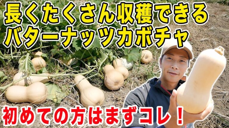 超お手軽にできるバターナッツカボチャ！種まき・植付け・収穫・食べるまで