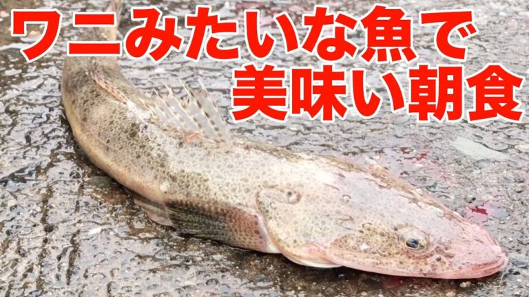 ワニ魚をさばいて今日は和食で朝食