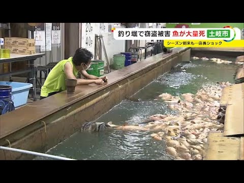 店長が号泣し訴え…現金等盗まれた釣り堀で魚3000匹が大量死 窃盗犯が電気配線切ったか「従業員殺された」