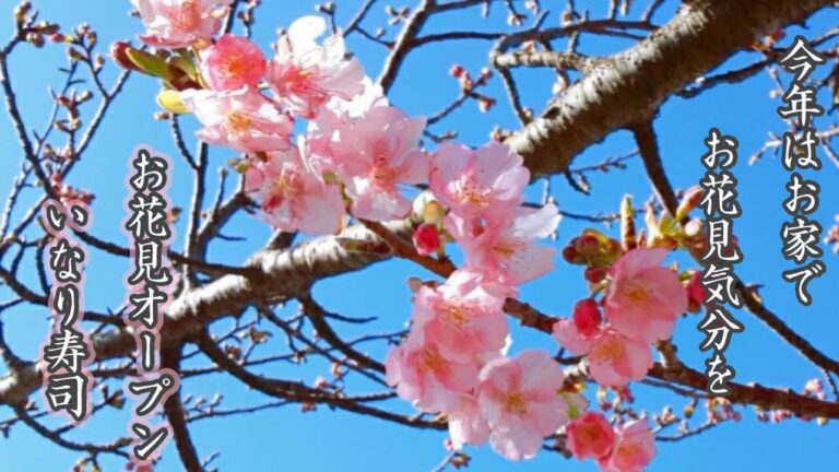 満開！お花見オープンいなり寿司！お家でもお花見気分が盛り上がります♪