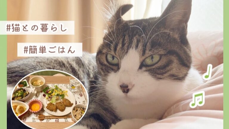 【簡単レシピ】鶏つくね / ひじきの炊き込みご飯👩‍🍳癒しのあんこ🐈❤︎【猫との暮らし】