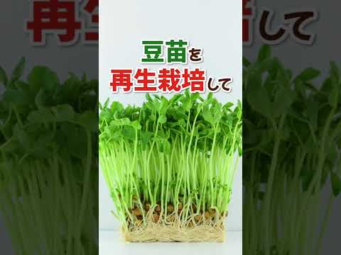 【検証】豆苗を再生栽培して、豚バラ巻きは何個作れる??👀　#shorts