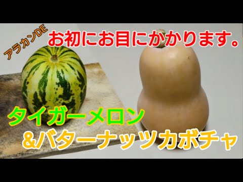 アラカンが初めて食べる❣タイガーメロン🍈＆バターナッツカボチャ🎃