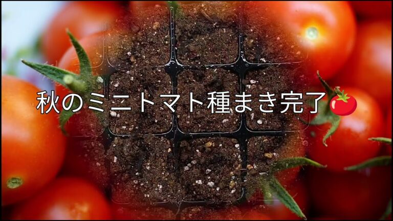 超初心者 秋のミニトマトを種から育てたい  初心者菜園  小屋  家庭菜園  野菜