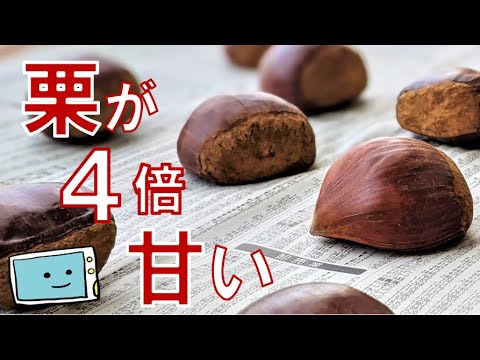 【４倍甘くなる！？】栗の下処理・虫止めは簡単！衝撃の美味しさ！熟成方法【レンチン食堂】