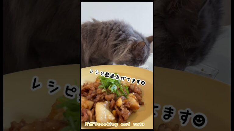 里芋と豚肉の照り焼きwith cats