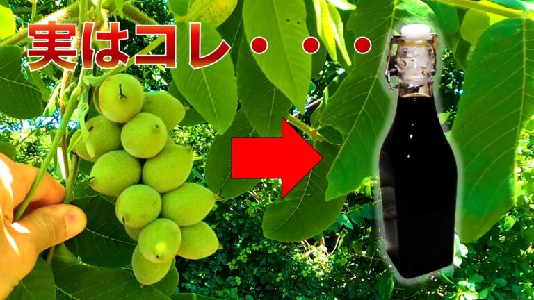 クルミを使って真っ黒な液体を作って飲んでみた結果・・・ノチーノのレシピ