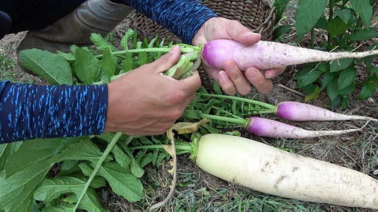 野菜が採れ始めました