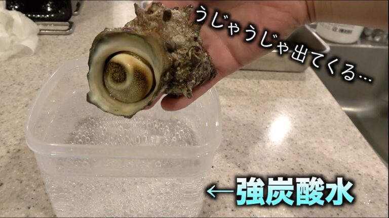 強炭酸水に警戒状態のサザエを入れると。。。