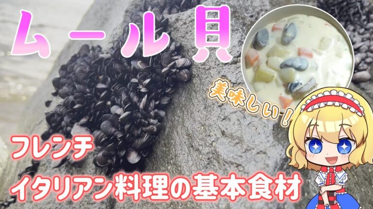 【ゆっくり実況】海岸の貝で作るクラムチャウダー【ゆっくり料理】【ゆっくり解説】