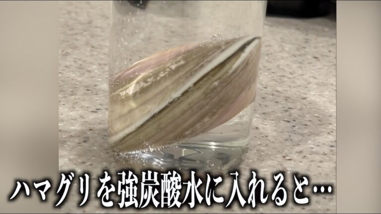 ハマグリを強炭酸水に入れると簡単に砂抜きできるらしい　#shorts
