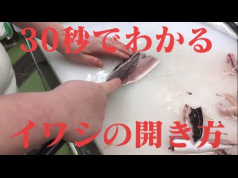【イワシ】30秒でわかるイワシの開き方