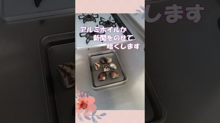 🌸🍑はまぐりの砂抜きをします♪✨はまぐりの砂抜き方法✨あさりの砂抜きにも🎶